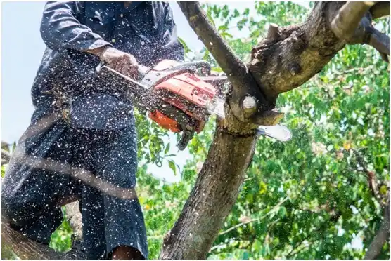 tree services Dentsville